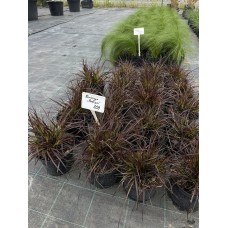 Пенісетум щетинистий 'Рубрум' (Pennisetum setaceum 'Rubrum') С3